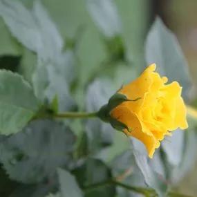 Korresia Floribunda Rose (Rosa Korresia) 3